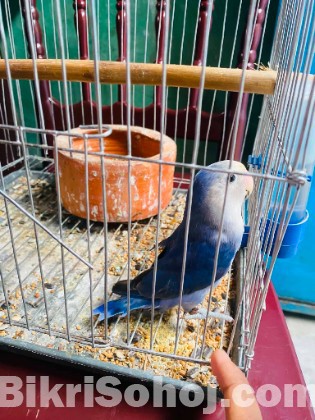 Love Bird